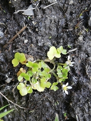 Ranunculus hederaceus