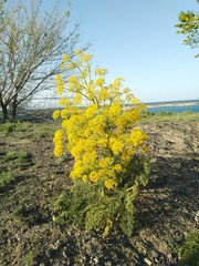 Ferula