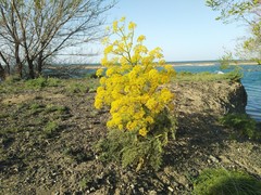Ferula