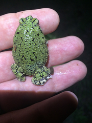Anaxyrus debilis