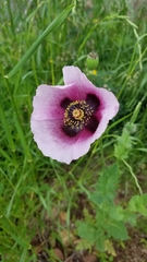 Papaver somniferum