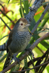 Thamnophilus ruficapillus