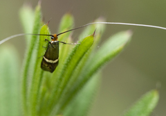 Adela australis