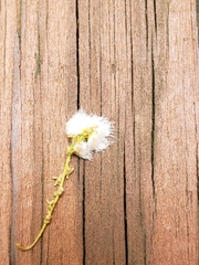 Callirhytis quercusoperator