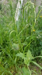 Papaver somniferum