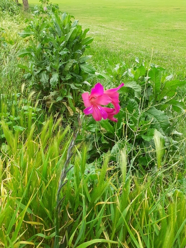 Image of Gladiolus communis by no rights reserved