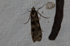 Nomophila corticalis