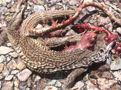 Aspidoscelis marmoratus