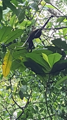Alouatta