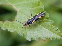 Dryophilocoris flavoquadrimaculatus