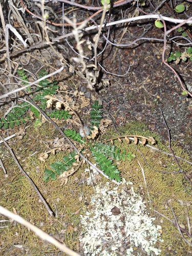 Image of Acaena agnipila by (c) Oscar Dove, some rights reserved (CC BY)