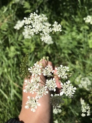 Daucus carota