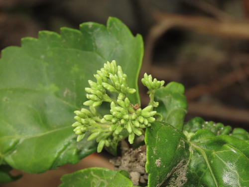 Eupatorium hualienense, photograph 5