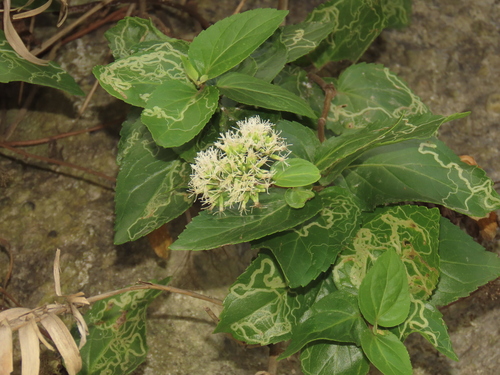Eupatorium hualienense, photograph 4