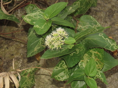 Eupatorium hualienense, photograph (c) chiuluan, some rights reserved (CC BY)