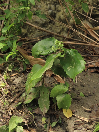 Eupatorium hualienense, photograph 6