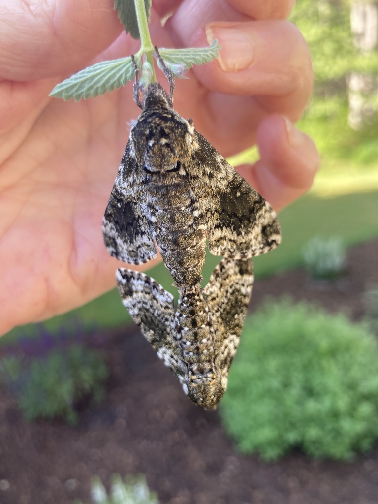 Pawpaw Sphinx from Martha's Vineyard, West Tisbury, MA, US on May 31 ...