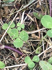 Trifolium repens