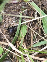 Armadillidium vulgare