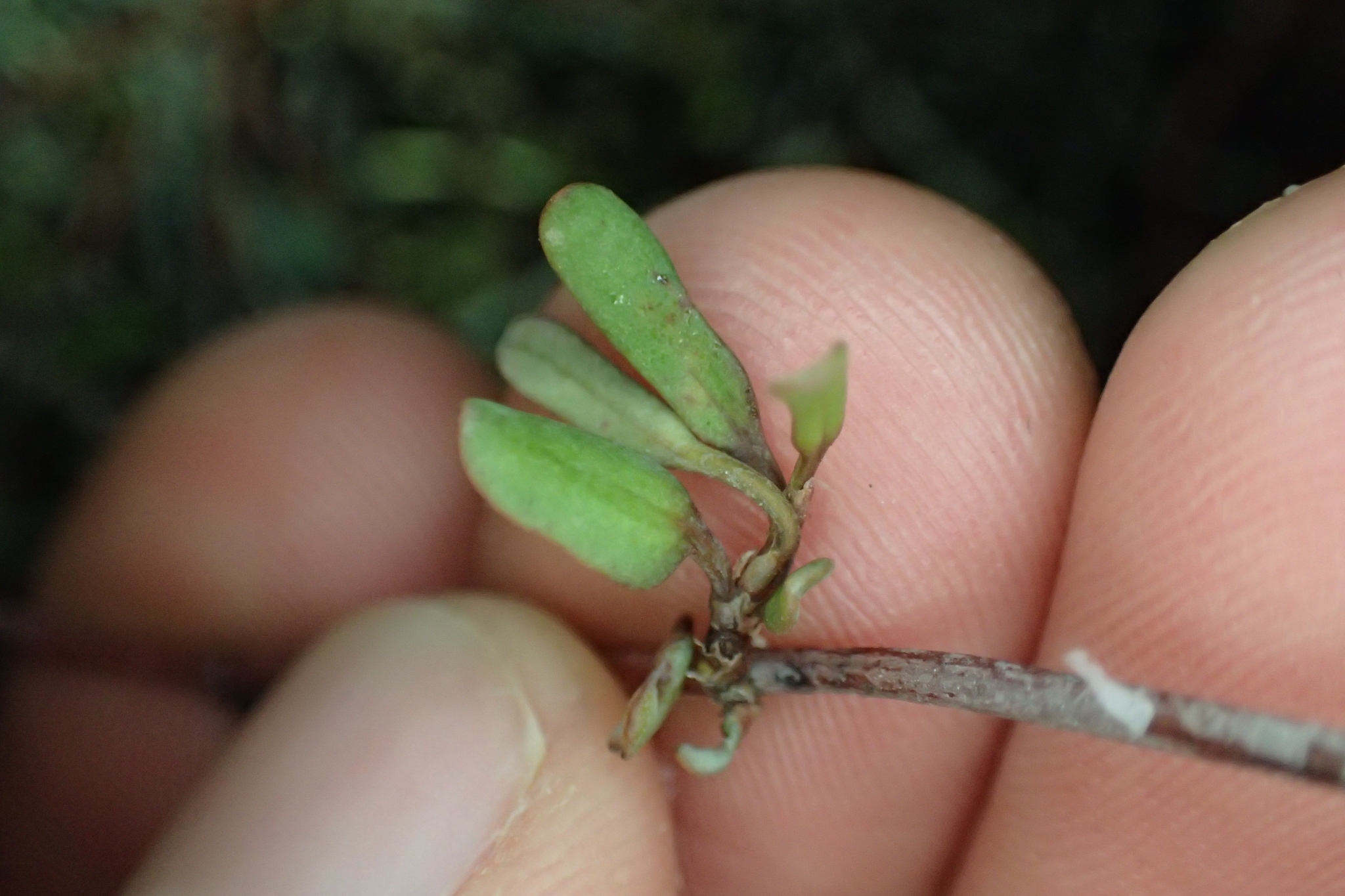 Maidenhair Vine (Muehlenbeckia complexa)