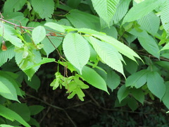 Acer carpinifolium