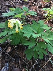 Corydalis nobilis