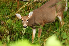 Odocoileus virginianus leucurus