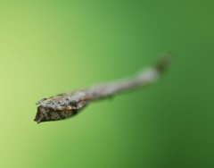 Miagrammopes orientalis