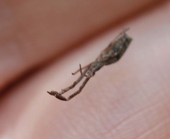 Miagrammopes orientalis