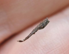 Miagrammopes orientalis