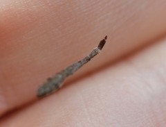 Miagrammopes orientalis