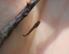 Miagrammopes orientalis