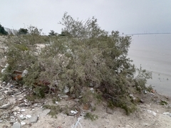 Tamarix aucheriana
