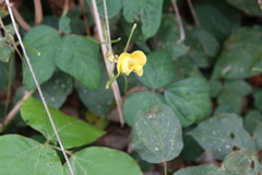 Vigna reflexopilosa