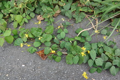 Vigna reflexopilosa