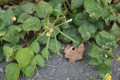 Vigna reflexopilosa