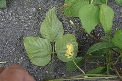 Vigna reflexopilosa
