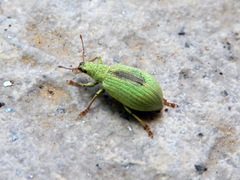 Polydrusus brevicollis