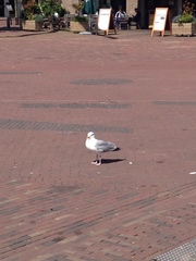 Larus argentatus