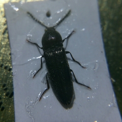 Cidnopus aeruginosus