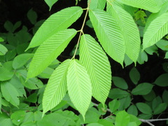 Acer carpinifolium