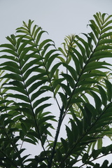 Zanthoxylum ailanthoides ailanthoides