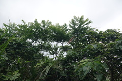 Zanthoxylum ailanthoides ailanthoides