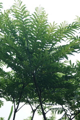 Zanthoxylum ailanthoides ailanthoides