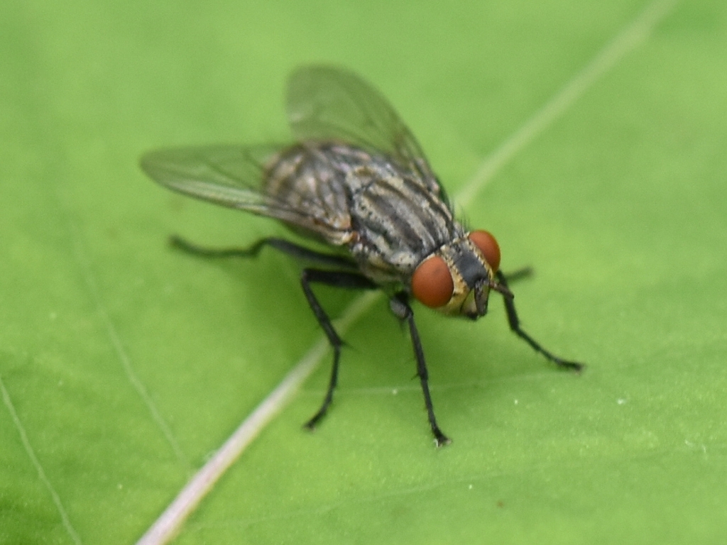 Bot Flies, Blow Flies, and Allies in May 2024 by bmccarthy · iNaturalist