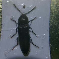 Cidnopus aeruginosus
