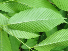 Acer carpinifolium