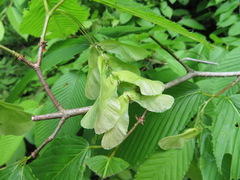 Acer carpinifolium