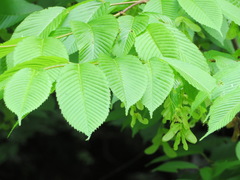 Acer carpinifolium