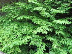 Acer carpinifolium